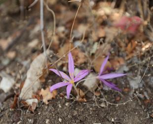 Ancient cities in Antalya showcase rare endemic plants to visitors