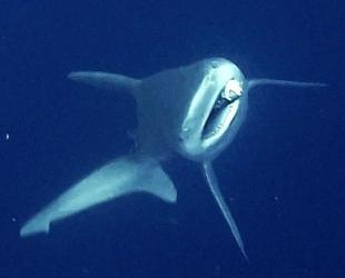Industrial divers free shark entangled in fishing gear off Antalya