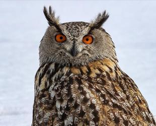 Türkiye released 11,000 rehabilitated wild animals back into nature in 2025