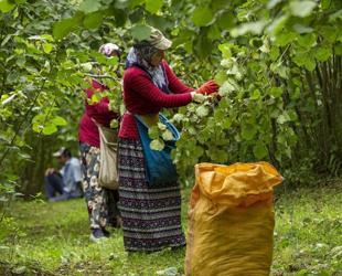 Turkish hazelnuts reach 122 markets in 2025