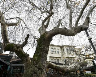 Istanbul’s monumental trees stand through centuries