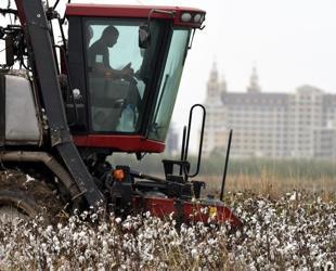 Weather disruptions weigh on cotton as hazelnuts benefit