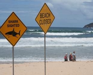 Shark bites surfer in Australian states fourth attack in 48 hours