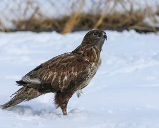 Van center treats wild animals struggling to survive harsh winter