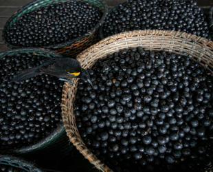 Brazil declares acai a national fruit to ward off biopiracy