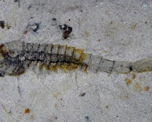 Extraordinary trove of ancient species found in China quarry