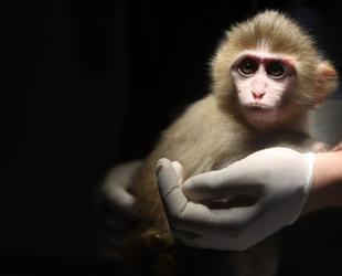 Baby monkey rescued in Antalya drug raid rehabilitated at wildlife park