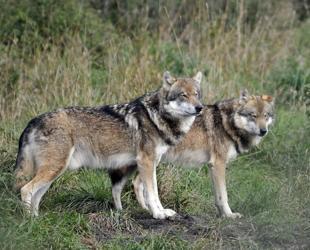 France to loosen rules on shooting wolves