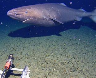 Shark filmed for first time in Antarctica’s near-freezing depths