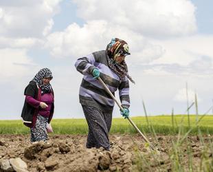 Türkiye’s registered farmers rise by 190,000 in five years