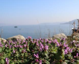 Ethnobotanical heritage around Lake Sapanca documented