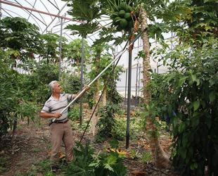 Alanya to train tropical fruit growers on sustainable practices