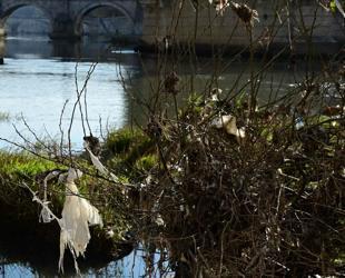 EU urged to broadly restrict forever chemicals