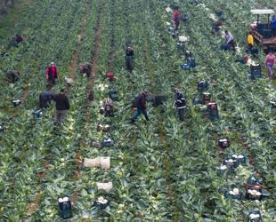 Pesticides found in home-cooked dinner plates in Türkiye, study says