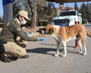 Türkiye collects 75 pct of stray animals, minister says