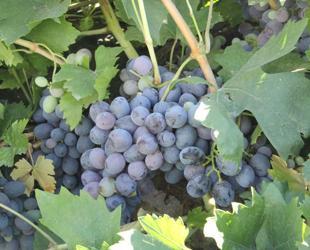 Erzincan’s tulum cheese, Cimin grape enter global Ark of Taste