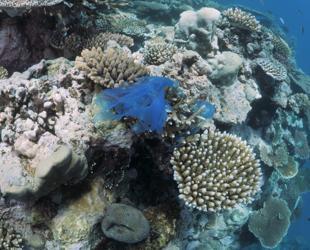 Türkiye launches coral restoration project in Marmara Sea