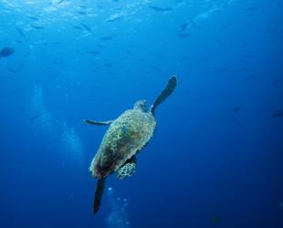 Ocean temperatures near record high in March: Monitor