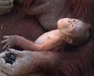 Critically endangered orangutan born at Madrid zoo