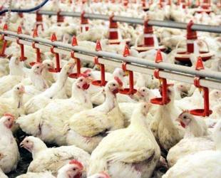 Stricter inspections rolled out in Türkiye as bird flu cases rise in Europe