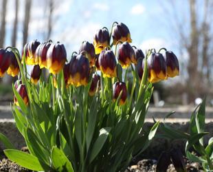 Tulip Garden prepares for botanical tourism