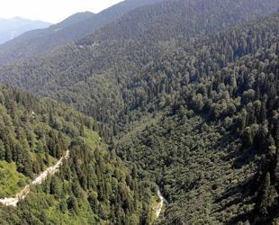 Int’l project to identify, protect Black Sea’s virgin forests