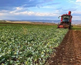 Mixed outlook for Turkish farmers following last year’s frost
