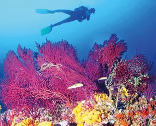 Ayvalık’s rare coral habitats under threat from climate pressures