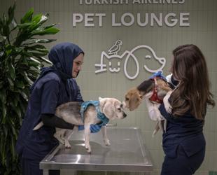Turkish Airlines expands pet comfort at Istanbul Airport