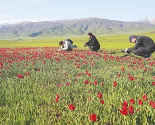 Chinese documentary team travels 7,000 kilometers to capture rare Muş tulips