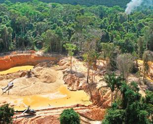 Amazon rainforest under attack from organized crime: Report