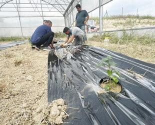 Entrepreneur begins coffee cultivation trials in Adana