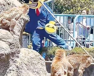 Japan arrests Americans over stunt at Punch’s zoo