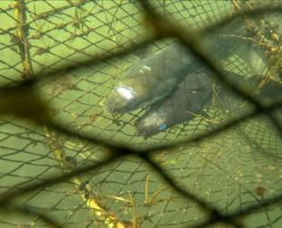 Japan to sell eels bred in captivity in ‘world first’