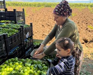 Türkiye’s crop production forecast to rise in 2026