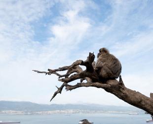 Gibraltar monkeys eat soil in junk food detox: study