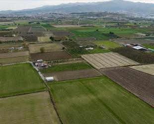 Rains boost Türkiye’s grain output but hurt fruit, vegetable quality
