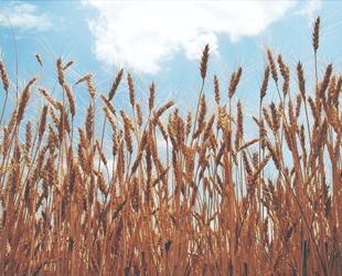 Australia says wheat crop set to plunge