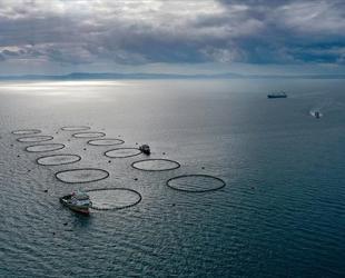 Türkiye’s fishery production rises 11 percent in 2025