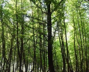 Istanbul bans entry to forests during wildfire season