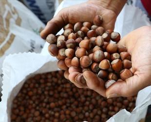Türkiye’s hazelnut exports reach $1.2 billion in five months