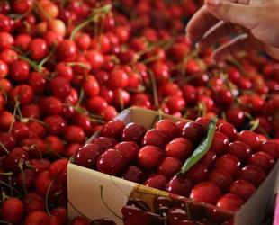 Strong harvest expected to boost Türkiye’s cherry exports