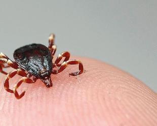 Istanbul reports 617 tick alerts in 2026 so far