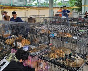 Stolen felines reunited with owners after Vietnam cat-meat bust
