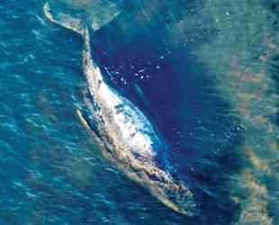 Iceland resumes whale hunt despite growing protest