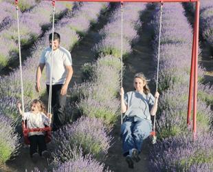 Tekirdağ’s vast lavender fields draw day-trippers