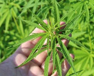 High-security efforts underway for cannabis production