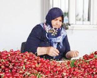 Türkiye prepares to resume cherry exports to China