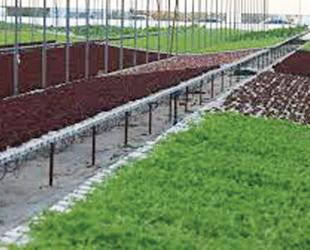 Soilless farming investments expanding in Istanbul