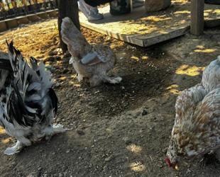 Chickens become attraction at Istanbul transit hub